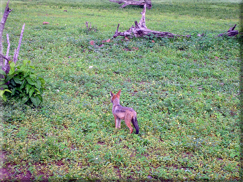 foto Parco nazionale del Chobe